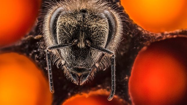 Impresionante vídeo de los primeros 21 días de vida de una abeja