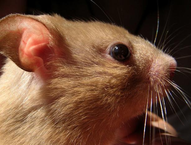 La UE quiere reducir el uso de animales en pruebas de laboratorio