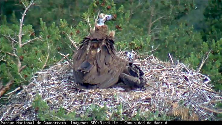 Sigue en directo por webcam la vida del buitre negro en el Parque Nacional de la Sierra de Guadarrama