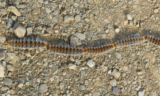 La procesionaria del pino ataca otra vez