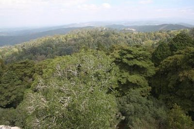 Centaurea apuesta por FSC como garantía en la gestión de los bosques de Castilla y León