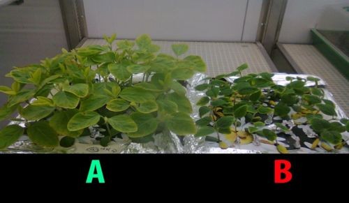 Investigadores argentinos estudian la contaminación por cadmio y arsénico en la producción de soja
