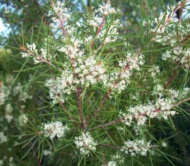 192 especies invasoras en Galicia