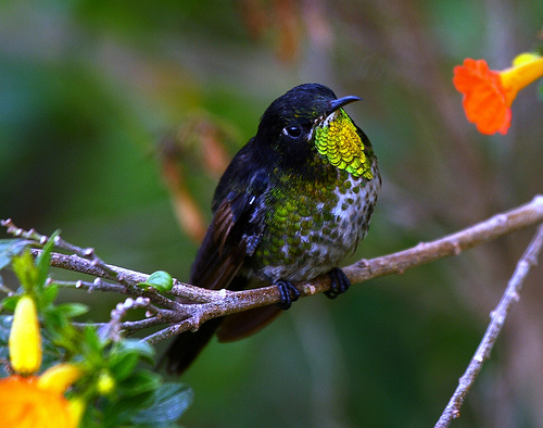 Colombia. Primeras fotografías del colibrí Pico Espina Dorsinegro