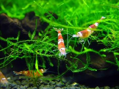 Los voluntarios del Proyecto Ríos se instruyen sobre los invertebrados de agua dulce