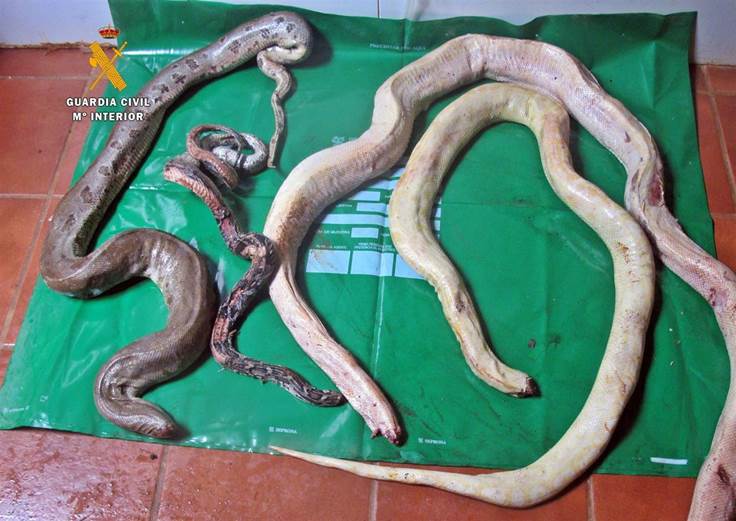 Clausurado un taller ilegal de taxidermia en Villafranca de los Barros