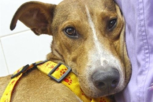 El Gobierno limita el uso de animales en anuncios y espectáculos