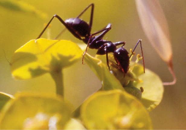 Desmienten el efecto negativo de las hormigas en la polinización de las plantas