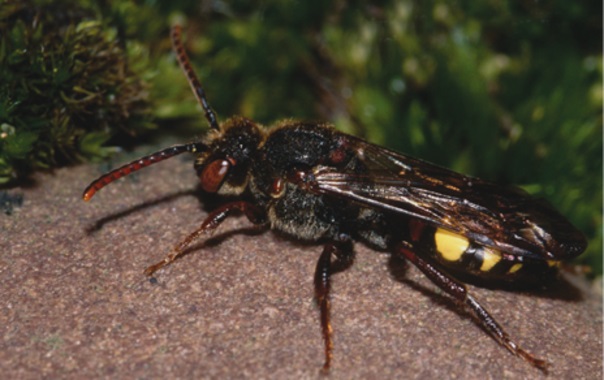 Desvelan las claves del éxito evolutivo de la bacteria ‘Wolbachia’