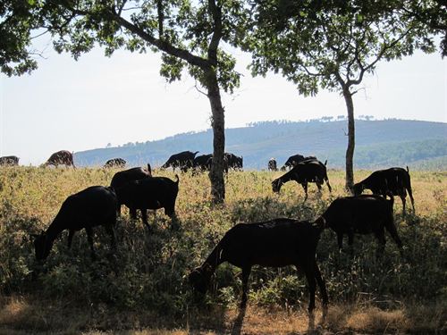 Invierten 20.000 euros en la recuperación de espacios y rebaños en el Montseny