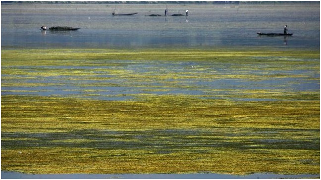 Las algas tienen un interruptor genético que cambia los mecanismos utilizados para recolectar la luz
