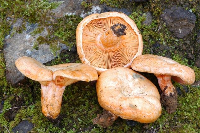 Campaña micológica 2015