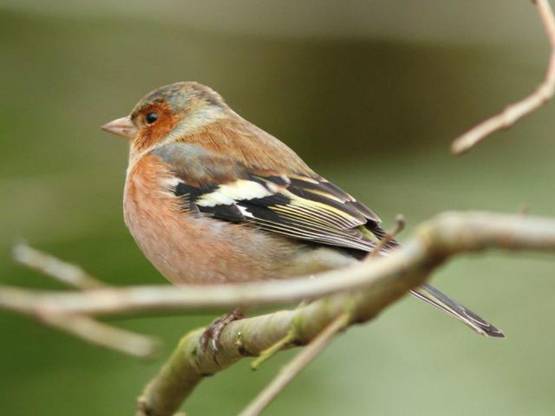 El seguimiento de las aves comunes es el indicador más fiable sobre la evolución ecológica de los Parques Nacionales