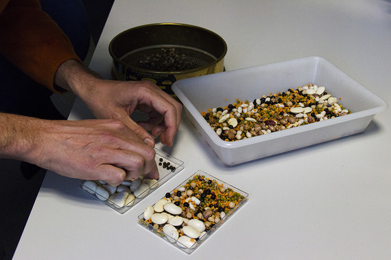 Proponen ‘leyes universales’ sobre el tamaño y la biología de las semillas de las plantas