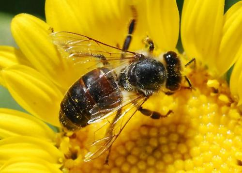 España y Reino Unido ponen en ‘duda’ que el finopril es dañino para las abejas