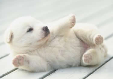 Condenado a 15 meses de prisión por torturar a dos cachorros