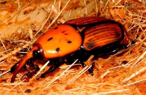 Agricultura toma medidas fitosanitarias para eliminar una plaga de picudo rojo de las palmeras en Madrigal de la Vera