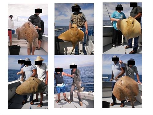 La SAO denuncia la pesca indiscriminada de especies de alto valor ecológico en Canarias