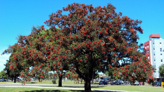 Argentina celebra el día del árbol