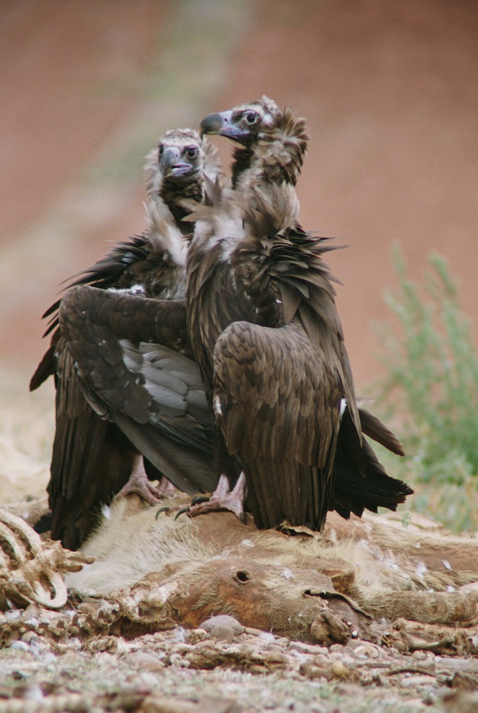 El Colectivo Azálvaro solicita la autorización para la gestión y puesta en funcionamiento de los muladares de Maello y El Barraco