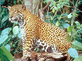 Tierra de jaguares