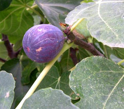 Un libro 50 variedades de higuera