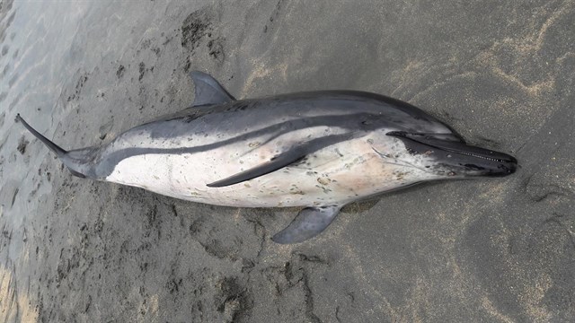Aparece un delfín varado en la playa de Barayo