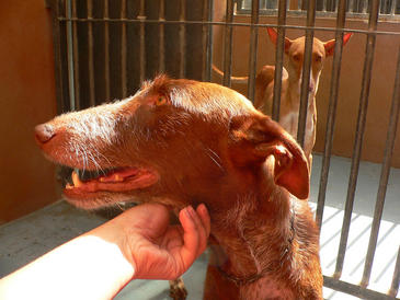 Reducen el estrés de los animales en las perreras