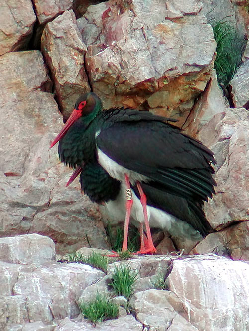 Andalucía. Población invernante de cigüeña negra ‘al alza’