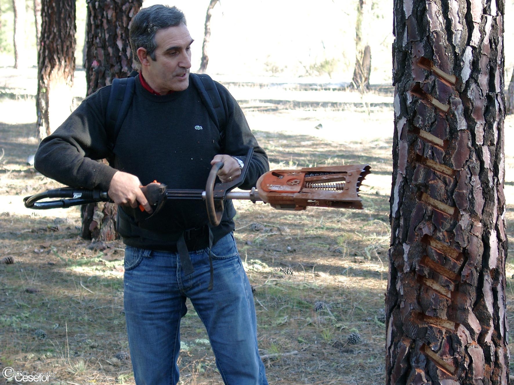El INIA creará un modelo de información geográfica sobre zonas de obtención de resina en Castilla y León