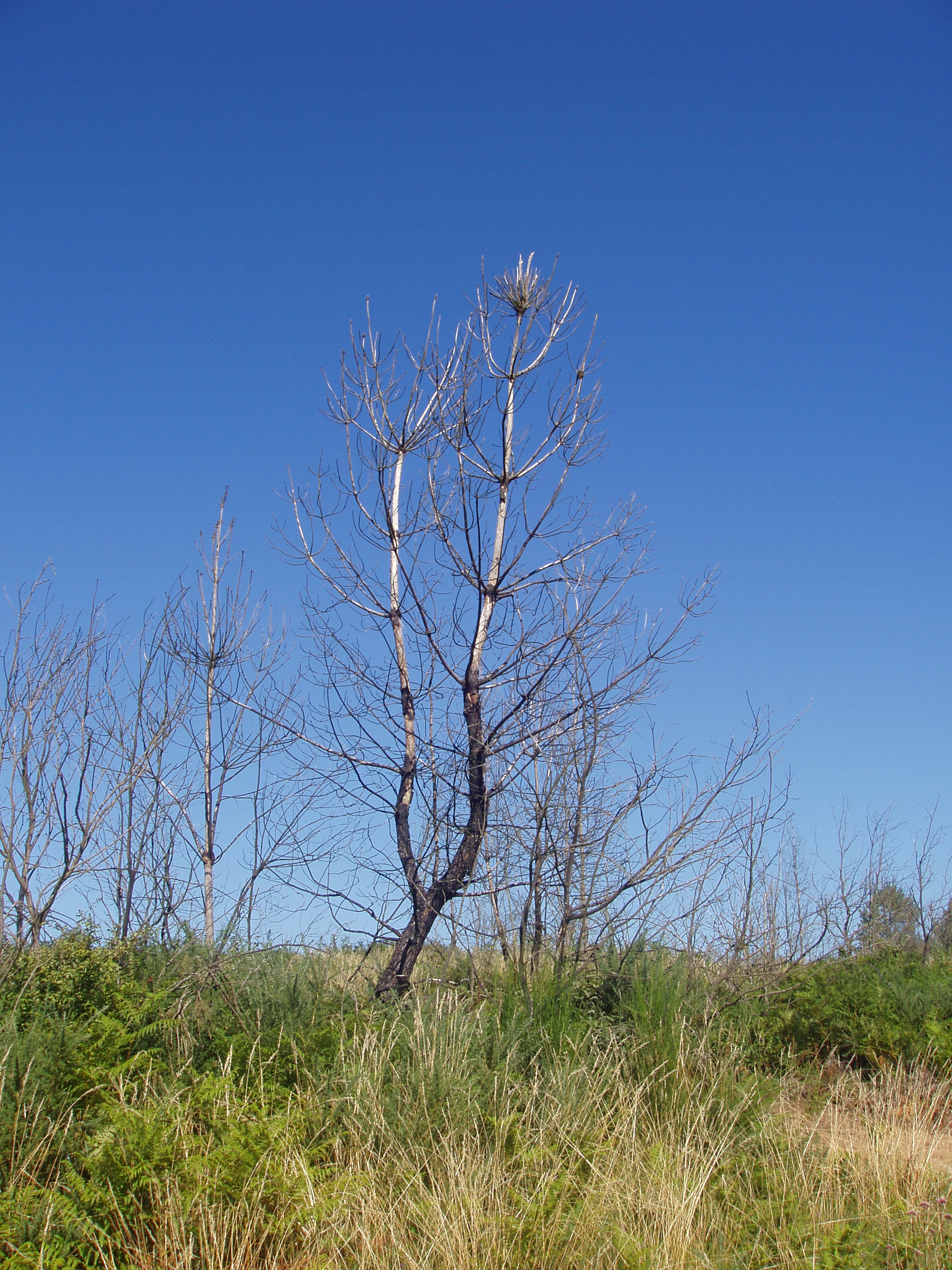 El abandono de residuos