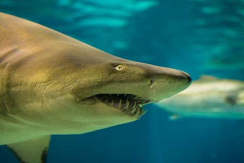 Oceana alerta sobre la falta de gestión de la pesca de tiburones en todo el mundo