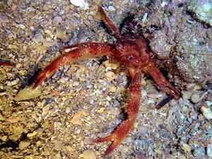 España conservará los recursos en el Atlántico Nororiental