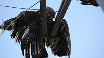Un águila perdicera electrocutada en Carpio de Tajo (Toledo)