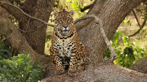 Argentina. Plan nacional de ‘conservación’ del yaguareté