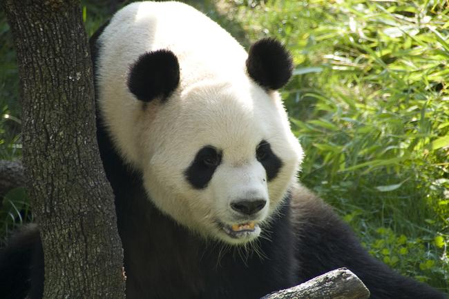 La hembra de panda gigante del Zoo de Madrid vuelve a ser madre