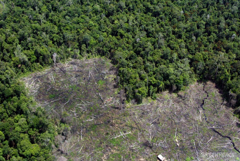Greenpeace lamenta el permiso del Gobierno indonesio para deforestar millones de hectáreas