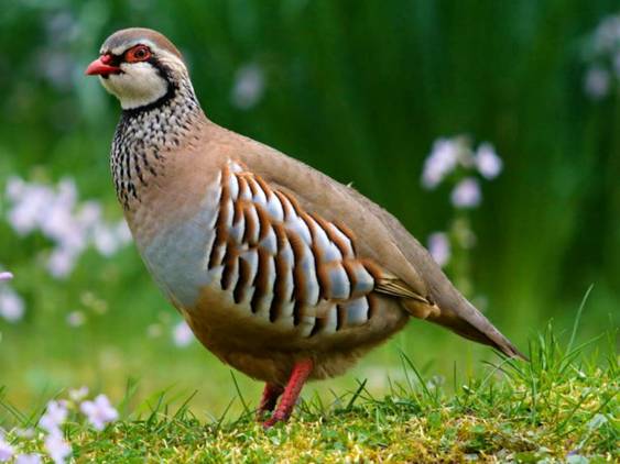 Castilla – La Mancha prohíbe cazar especies exóticas y perdiz con reclamo