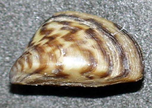 Un estudio de la UV concluye que la invasión del mejillón cebra es "irreversible"