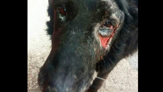 Horrible: Maltrato y matanza de perros en zoonosis del municipio de Morón