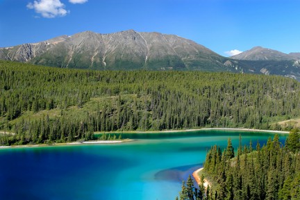 Inédito esfuerzo para proteger bosque boreal canadiense