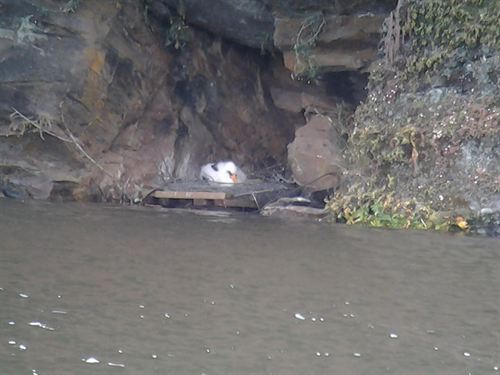 Pantanos de Monfragüe cubren nidos de cigüeña negra