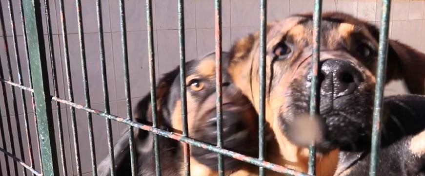 Casi 1.000 animales ingresaron el año pasado en el Centro Municipal de Acogida de Logroño