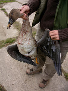 La ‘brutal’ cacería de ánsares en la Laguna de la Nava