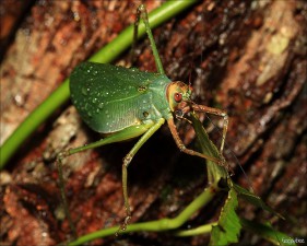 Porqué la taxonomía es importante para la ciencia que estudia la biodiversidad