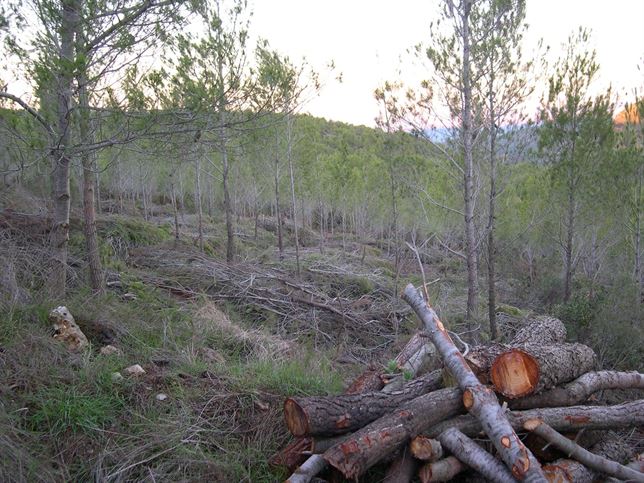Un estudio de la UPV revela que la correcta gestión de montes lograría aumentar agua de lluvia a que llega a acuíferos