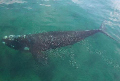 Australia dice basta a la caza de ballenas de Japón