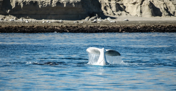 Argentina. Puerto Pirámides colapsado por la gran cantidad de turistas