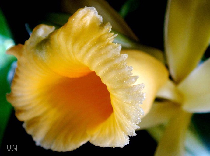 Descubren una nueva variedad de vainilla en Buenaventura