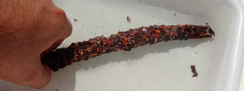 La megadiversidad de invertebrados marinos de Oaxaca